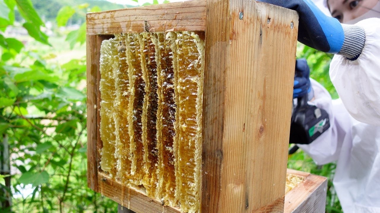 養蜂人檢查日本蜂箱